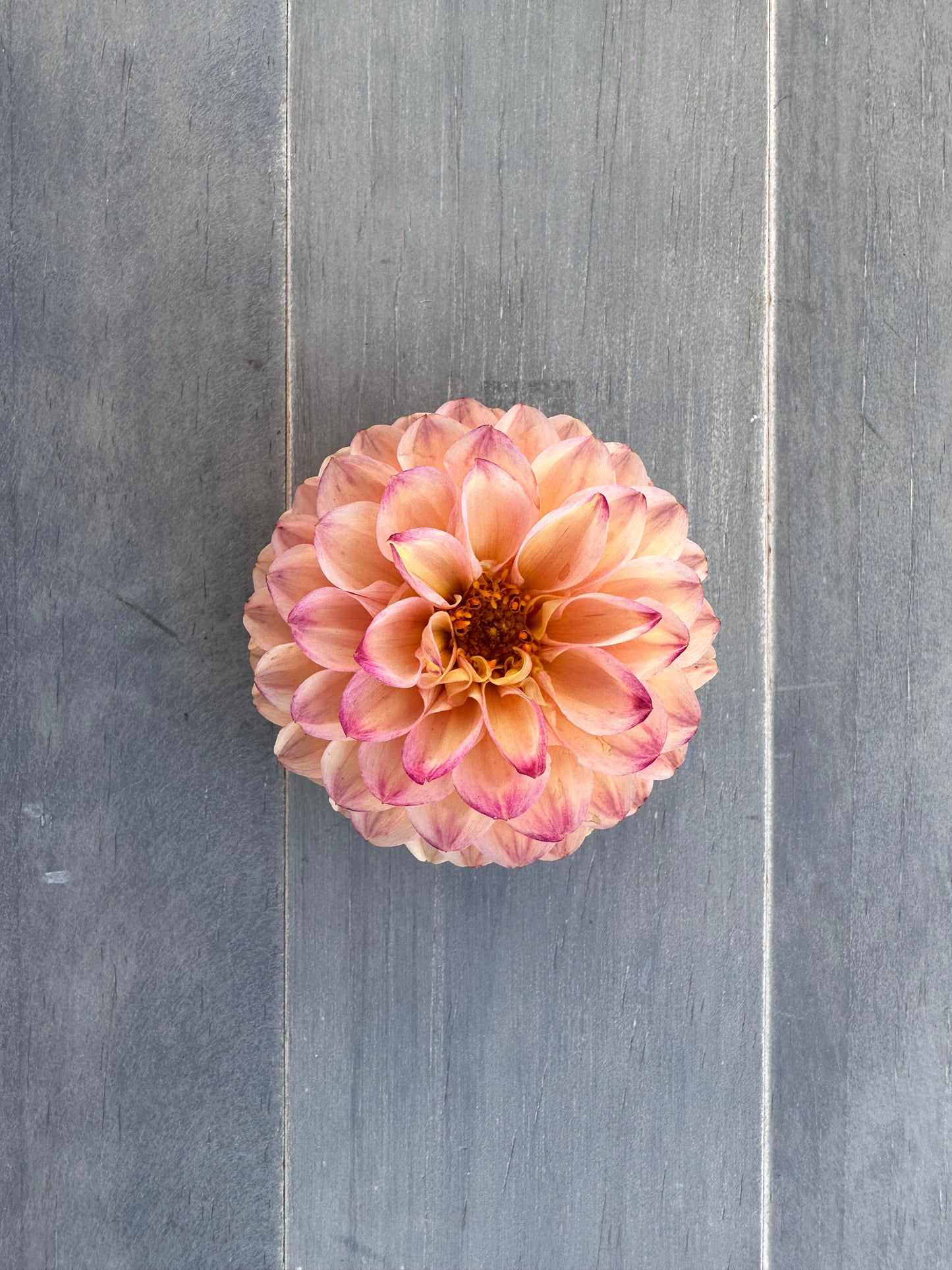 Wine Eyed Jill Yellow