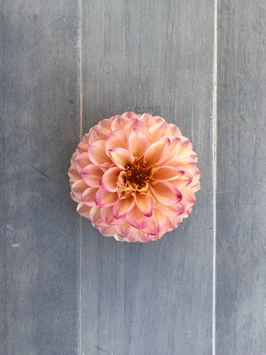 Wine Eyed Jill Yellow